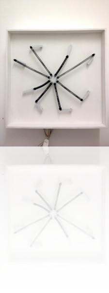 organisme géométrique 7