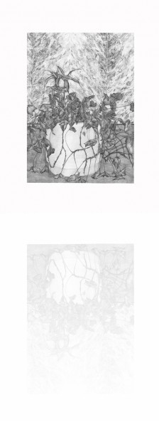 Hall B -plante2, mine graphite sur papier, 2014